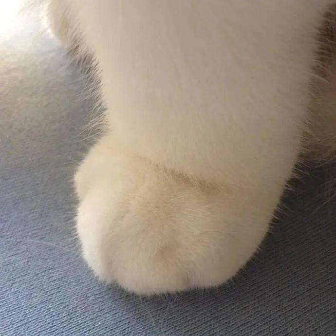 猫咪爪垫干燥开裂 频繁舔舐 当心可能是爪部皮炎 知乎 猫咪爪垫干燥开裂 频繁舔舐 当心可能是爪部皮炎 知乎