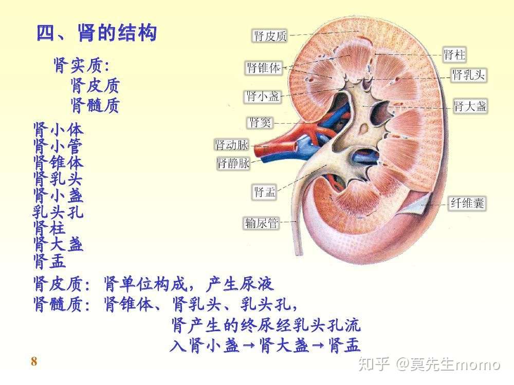 再谈肾病 肾脏及其功能 问题所在 知乎