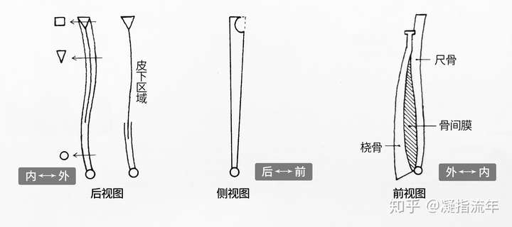 坚持学画人体结构之骨骼部分尺骨