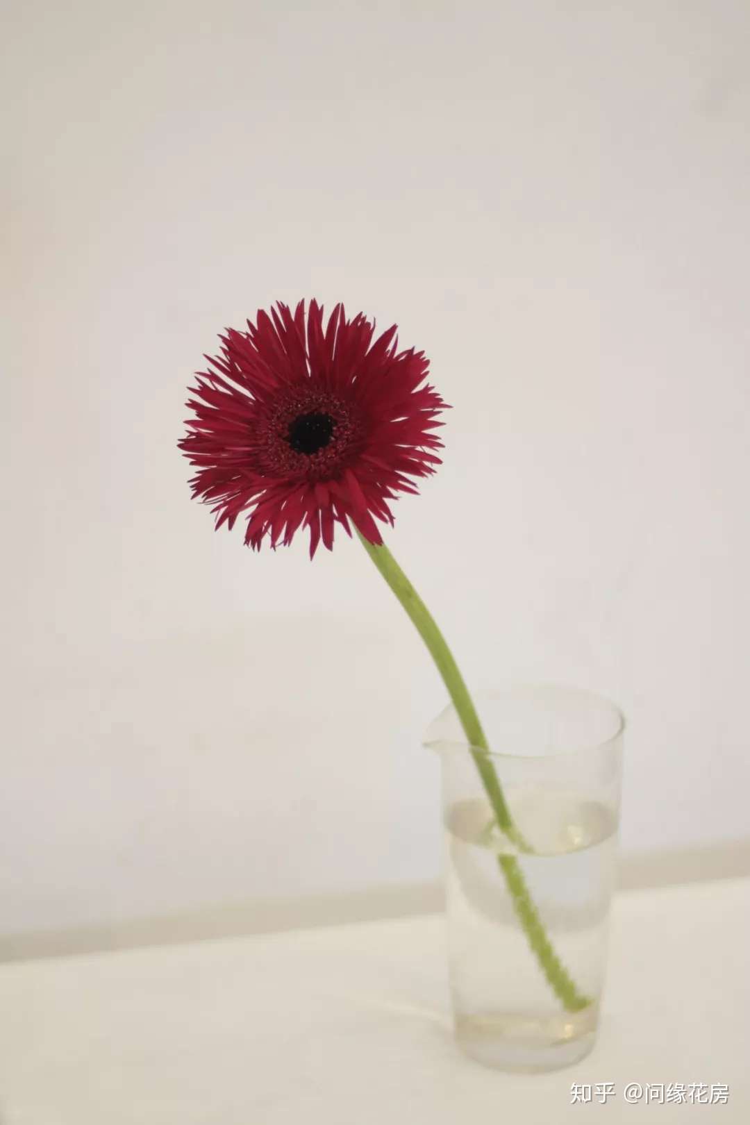 延長花材壽命的秘訣 知乎