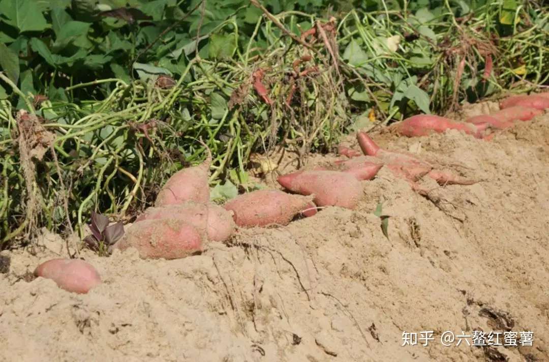 最强防癌抗癌食物排行榜 红薯的抑癌率为98 7 知乎