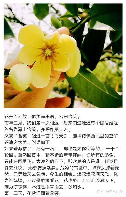 明信片植物志 二 含笑 卫矛 黄栌 红花檵木 玉簪 梓花 木绣球 垂丝海棠 芭蕉 白蓼 枫杨 雪花 知乎