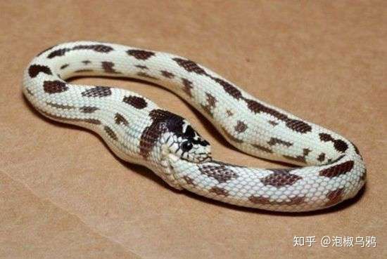 如果蟒蛇吞了自己的尾巴,它会把自己消化掉吗?