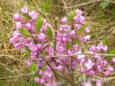 芫花 痛风图片