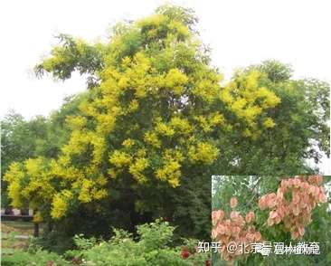景观人植物理论系列 北方园林绿化常用乔木总述 知乎