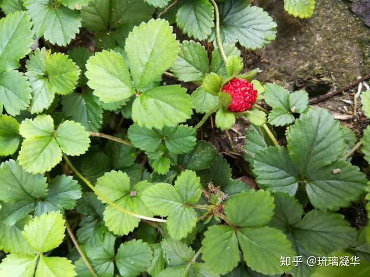 为什么孩子会乐此不疲的将树叶装兜里这是一种什么心理