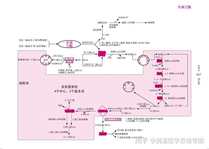 生物化学脂类代谢思维导图重点汇总串讲必备