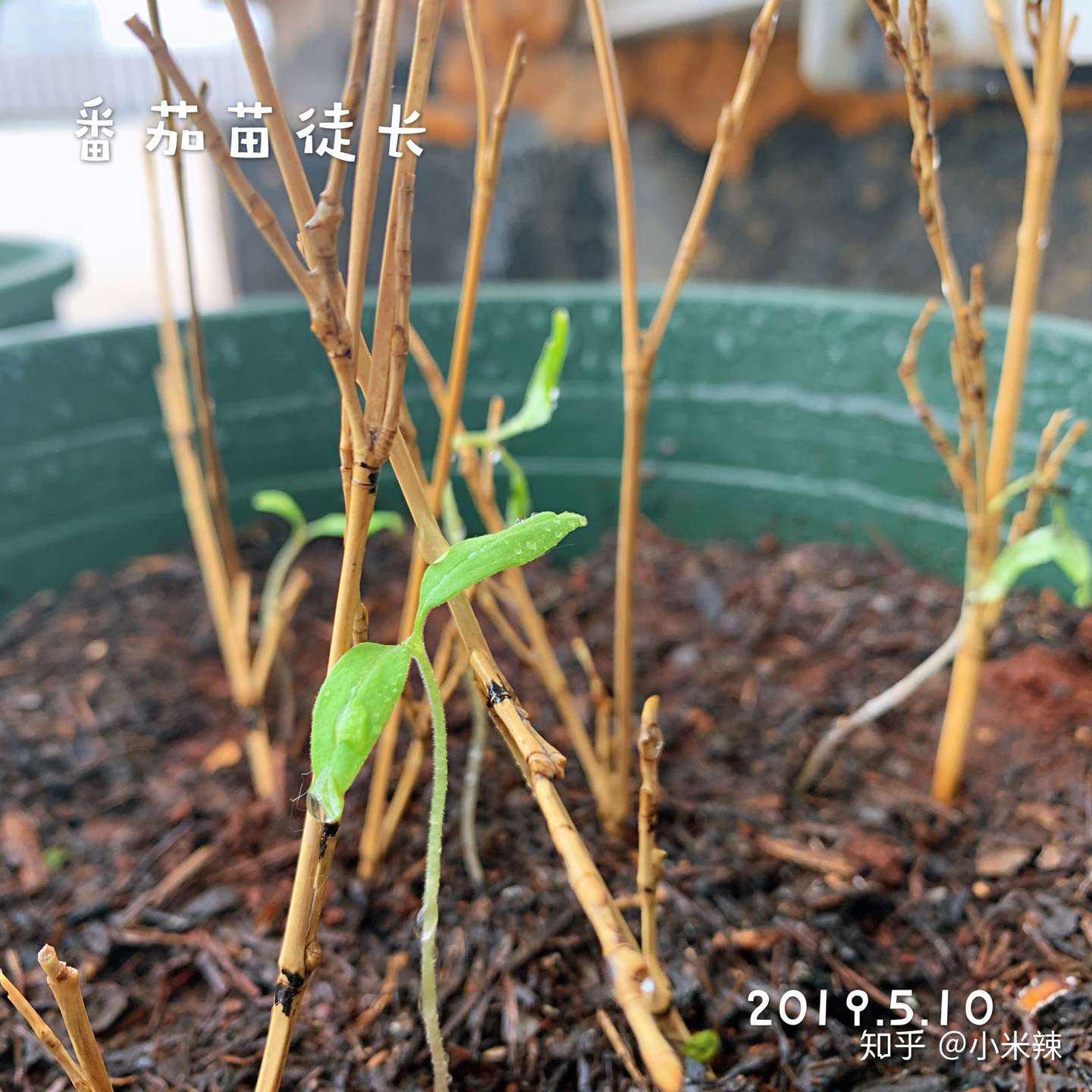 盆栽蔬菜种植攻略 知乎