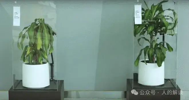 植物也有意识，展现慈悲的力量-人的解读