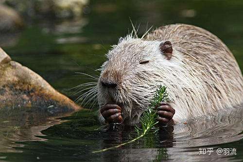 国版 郁金香热 恶炒海狸鼠事件 知乎