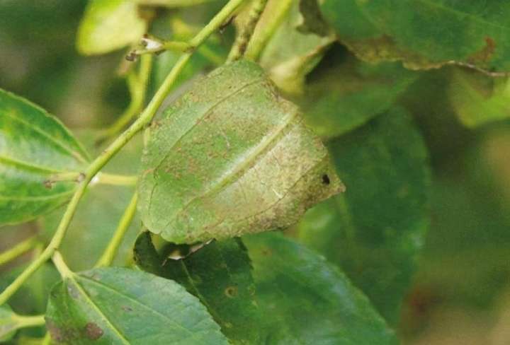 枣锈病影响果实品质弄清田间症状综合预防才有效