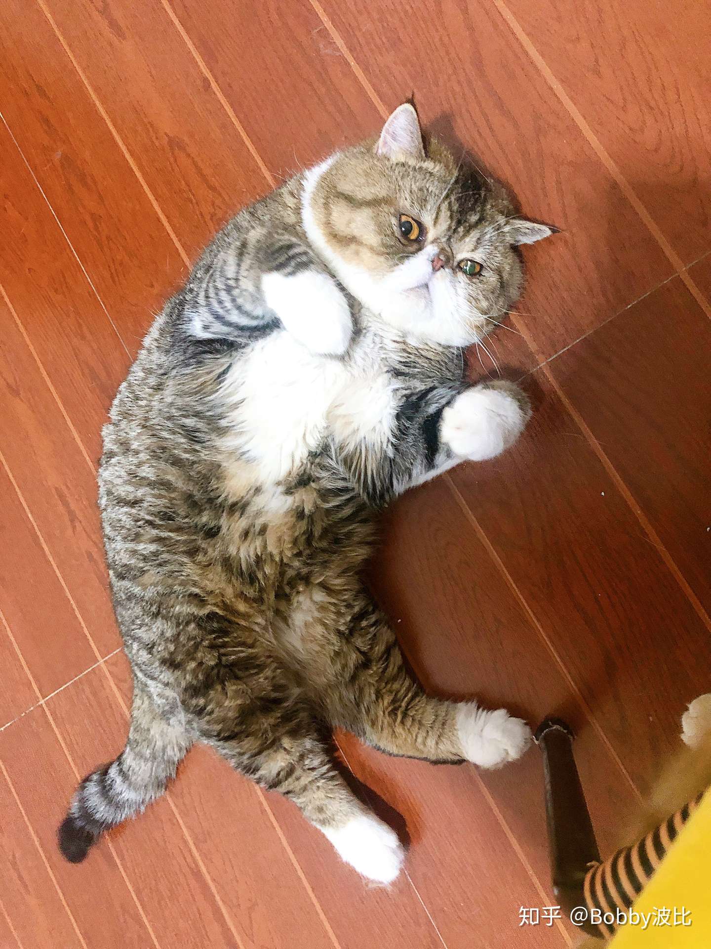 披着海参皮的猪猫了解一下 知乎