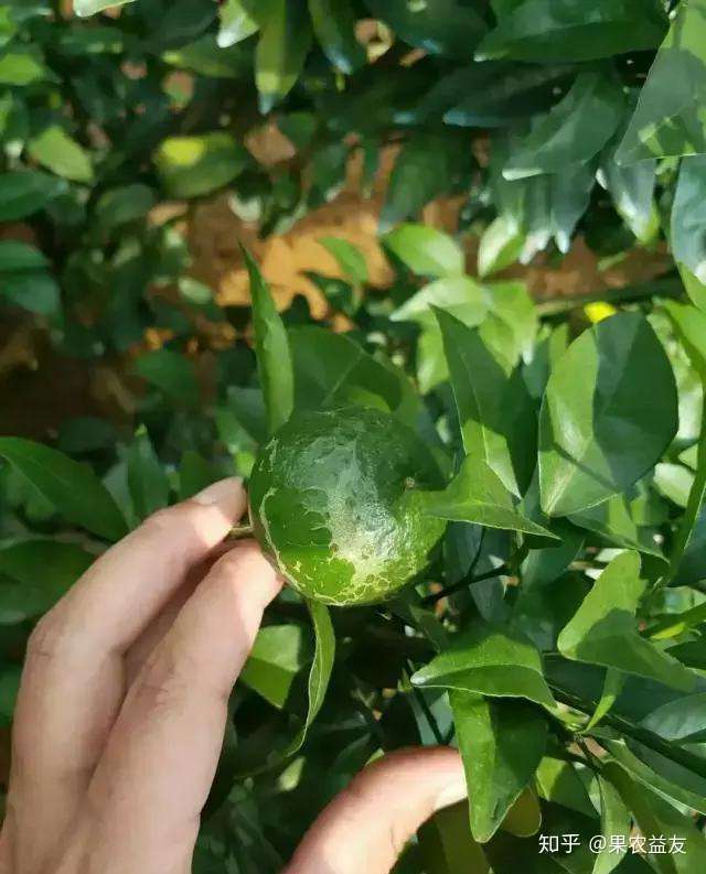 种类繁多的柑桔蓟马发生有何规律可循 采用何种防治手段最见效 知乎 种类繁多的柑桔蓟马发生有何规律可循 采用何种防治手段最见效 知乎