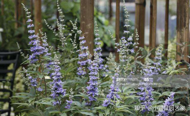 薰衣草の夏 超梦幻 穗花牡荆 6月7月8月能开这么好吗 知乎