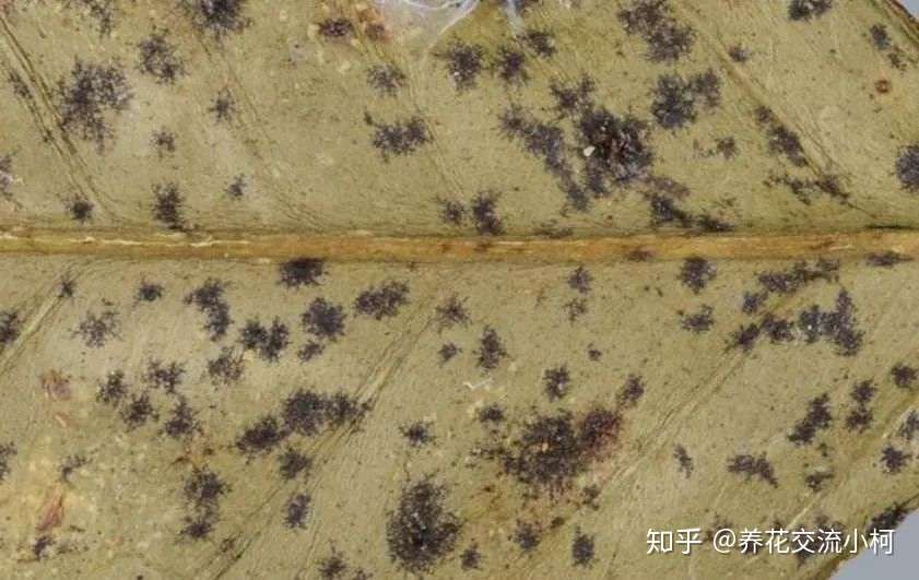 茉莉花病虫害预防 症状和解决方法全指南 其他植物可参考使用 知乎