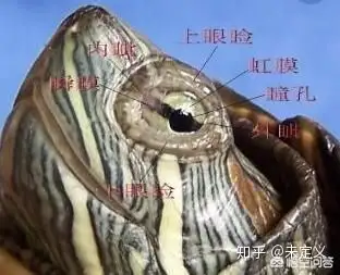 今天向大家科普一下乌龟瞬膜