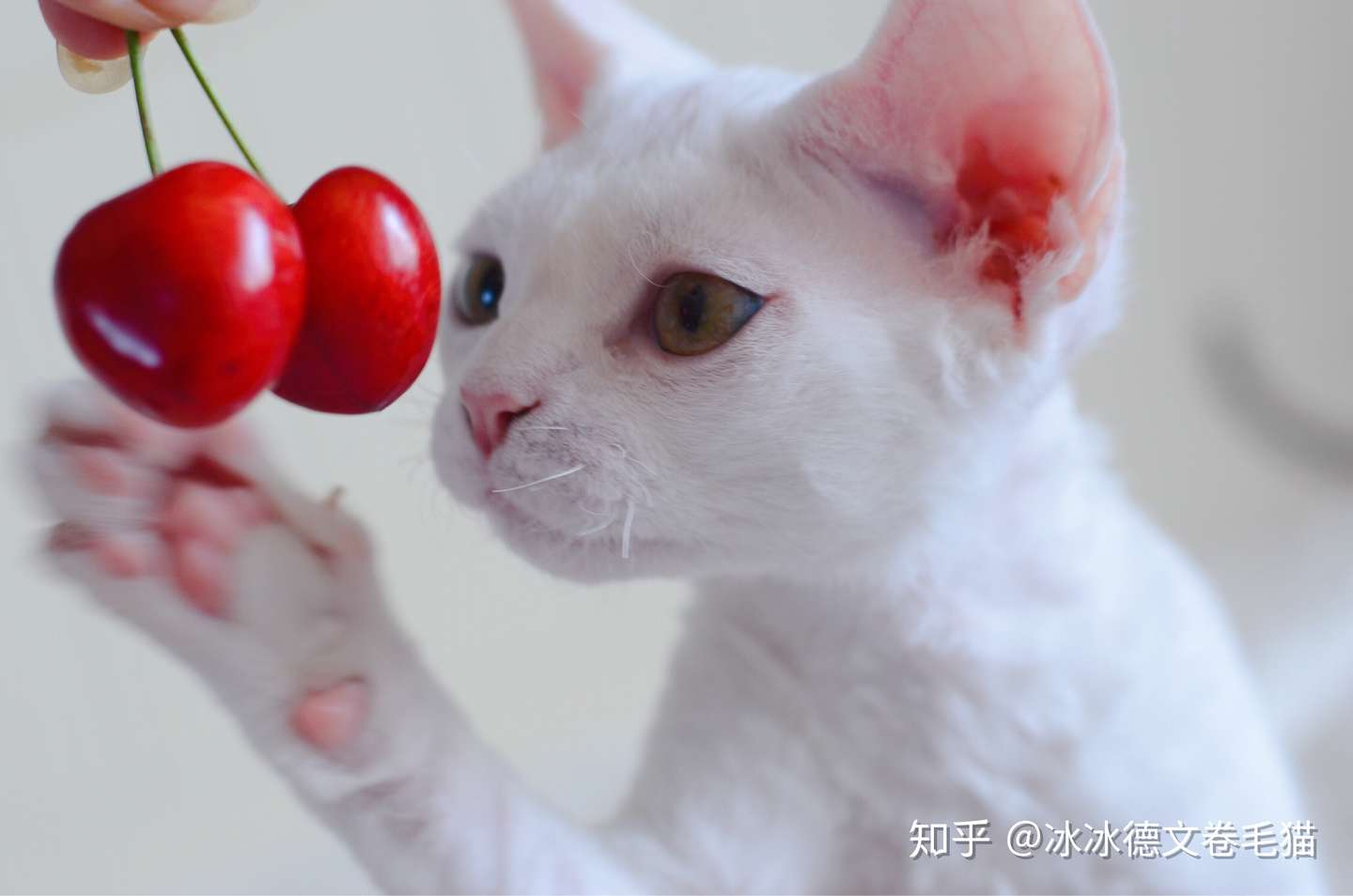 猫咪的食物中毒与治疗 知乎