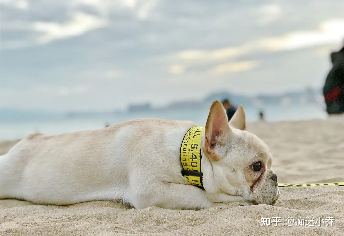 如果这几种狗被遗弃 那它们离 死期 不远了 知乎