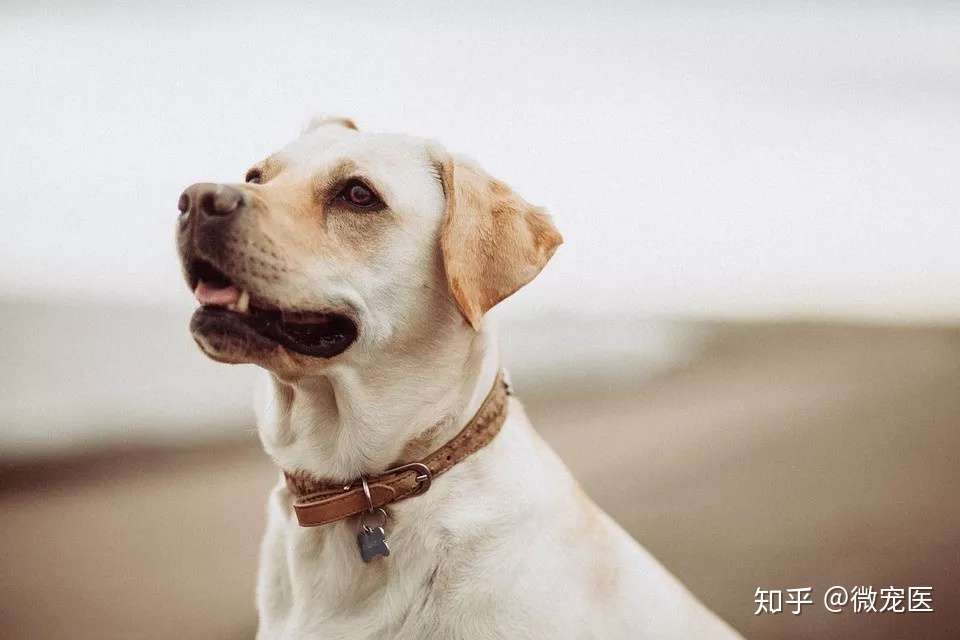 什么 还能给宠物做心肺复苏 当然啦 知乎