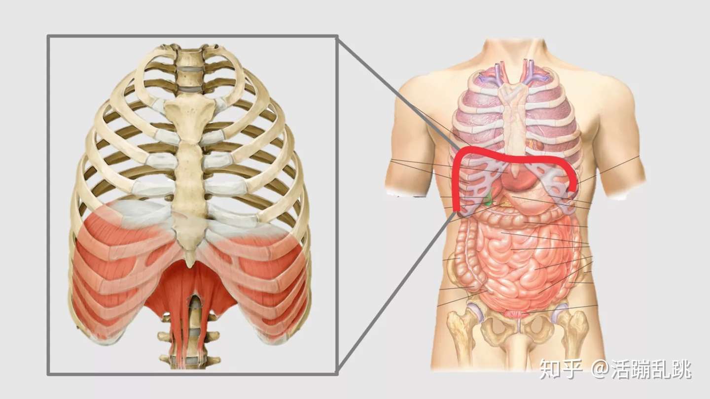 你所不知的横膈膜肌 知乎