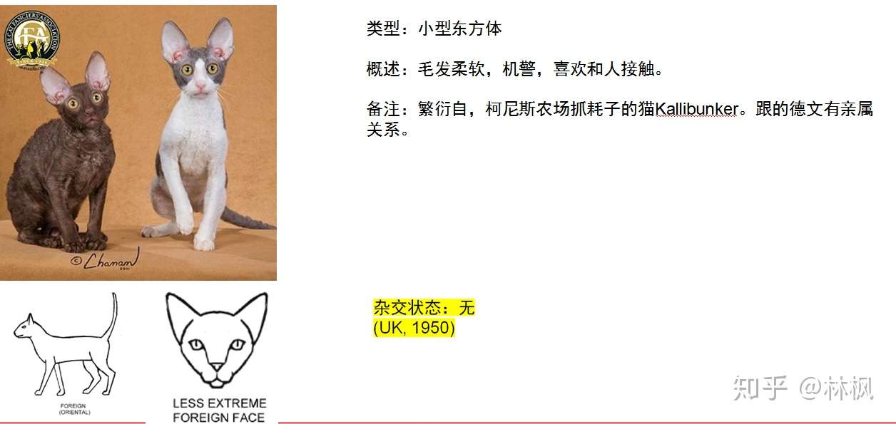 世面能看到的所有纯种猫简介 知乎