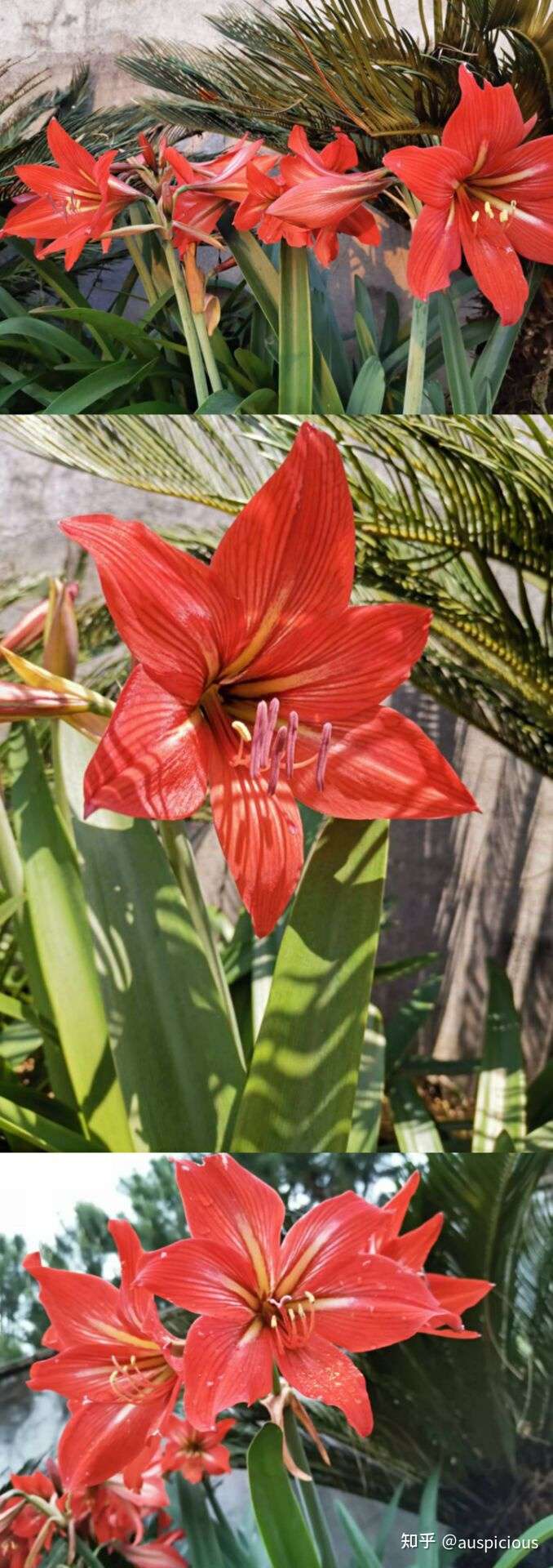一场花宴 知乎