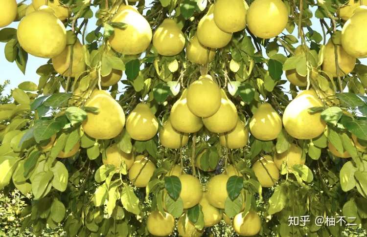 柚子皮泡水喝有什么功效 能减肥吗 不能和什么一起吃 知乎