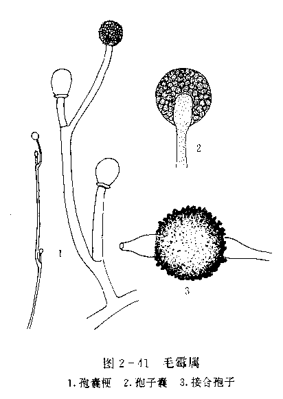 毛霉孢子生殖图片