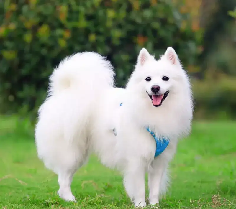 每日一宠 银狐犬 知乎