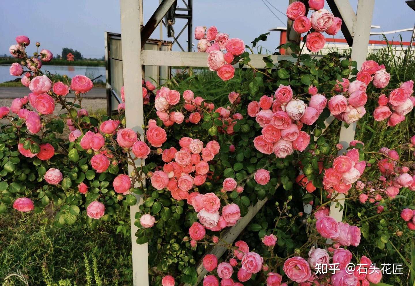 春天养藤本月季 遇到 这种 情况 赶紧 横拉 追肥 促开花 知乎