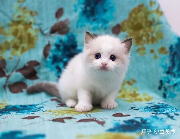 猫咪咳嗽不要慌，铲屎的看过来- 知乎