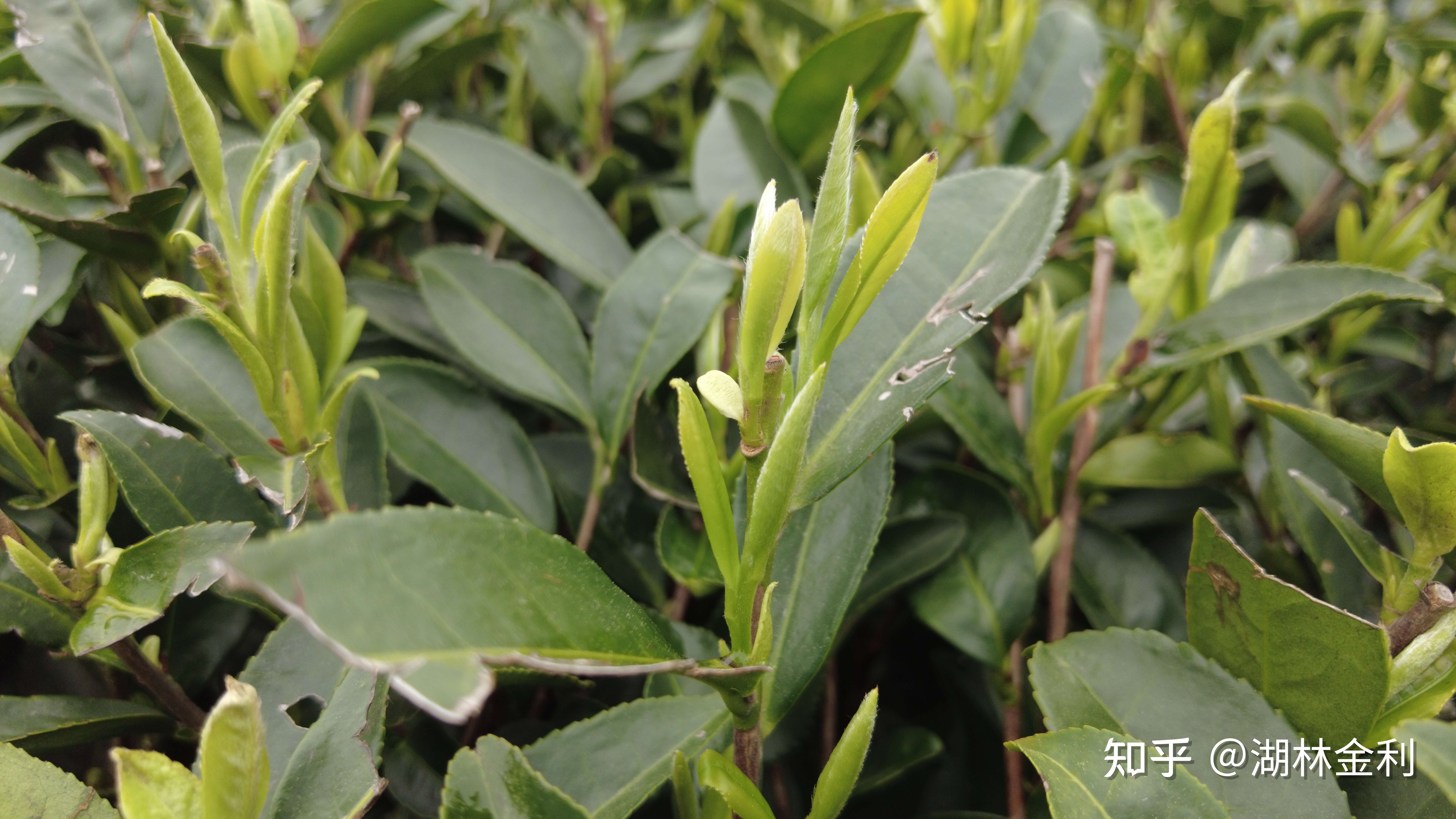 湖林金利 的想法: 福鼎白茶icon的三大茶树品种,福鼎大毫(… 