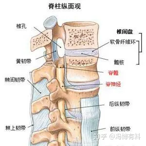 椎骨间的连接图图片