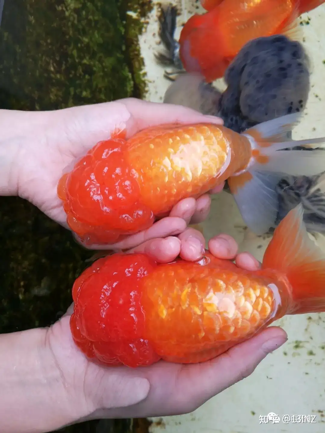 金鱼鱼病诊断与治疗大全 知乎 金鱼鱼病诊断与治疗大全 知乎