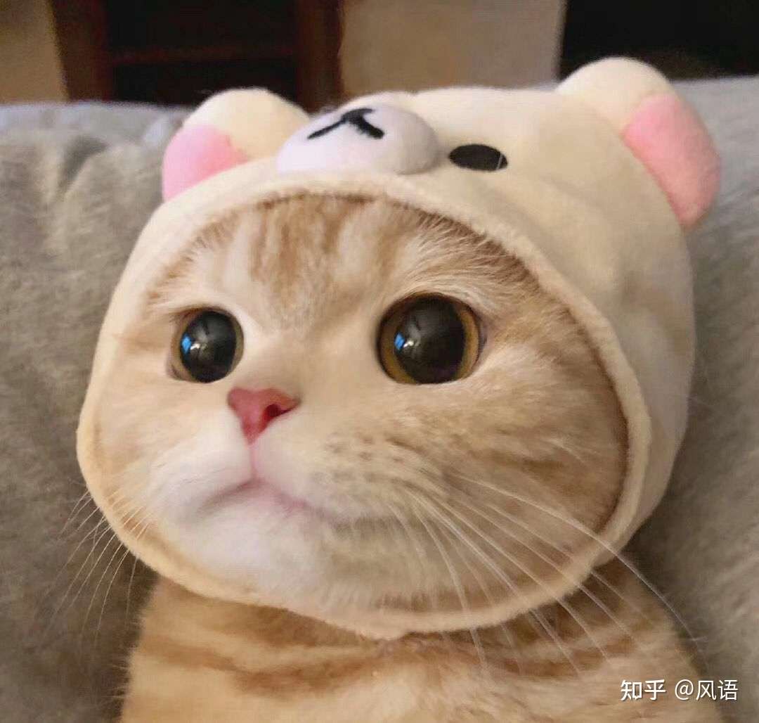 我家猫突然不尿了 它怎么了 知乎