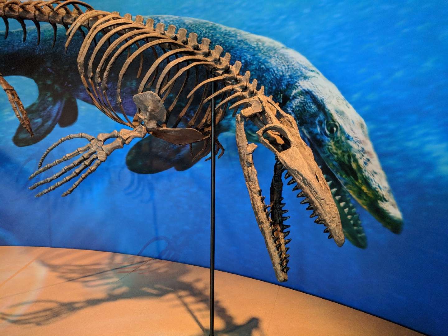 江泓 的想法: #小盗龙说 白垩纪南极海洋中的沧龙! 海… - 知乎