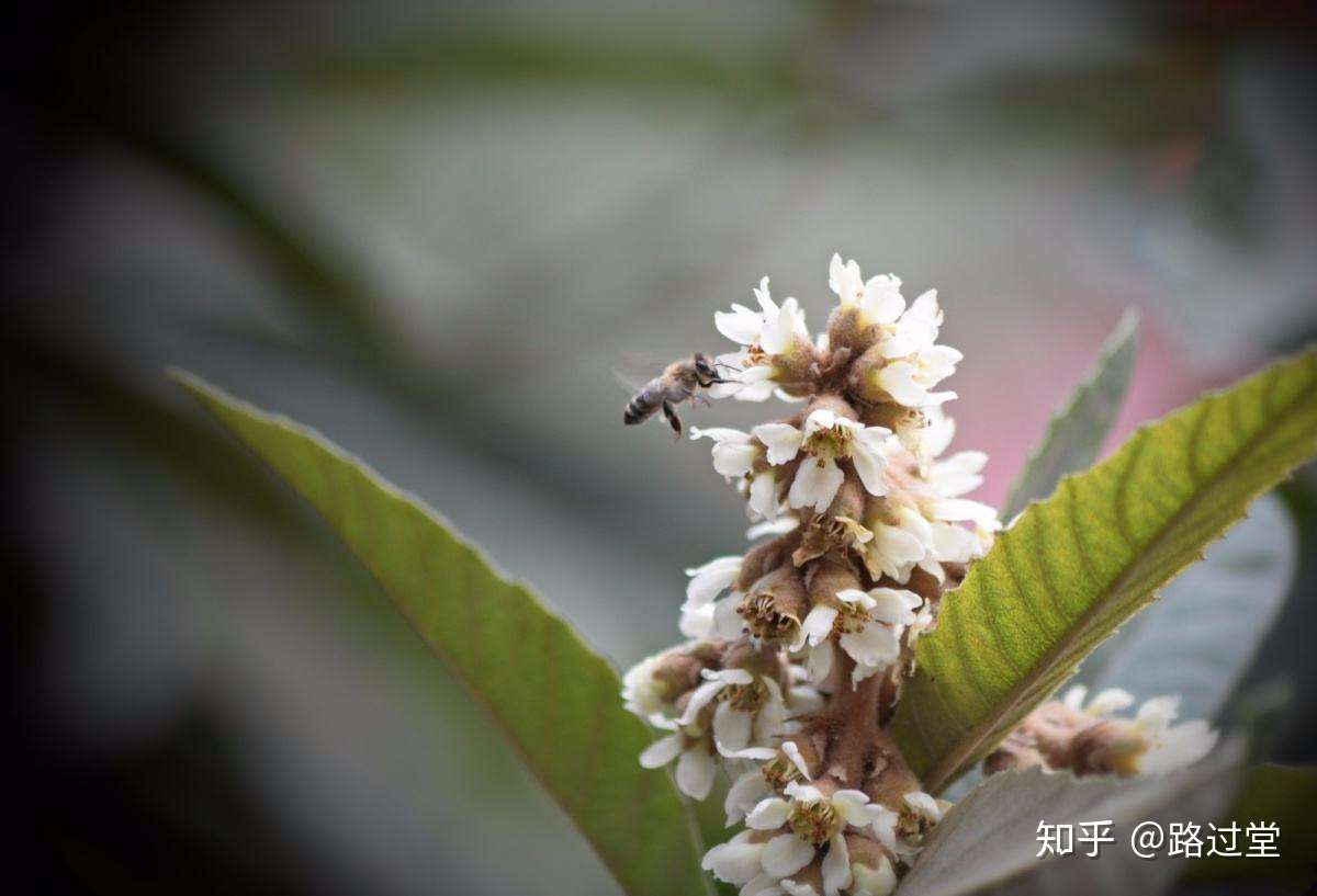 枇杷的神奇功效你知道吗 知乎