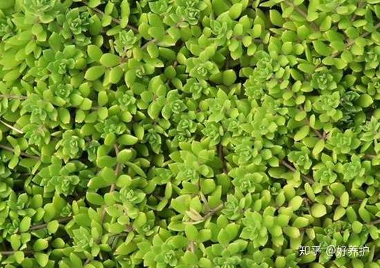 庭院种上这5款植物 不用照顾也能长满整个庭院 知乎