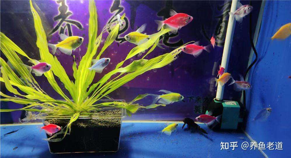 天气炎热又不断下雨 观赏鱼就会问题多多 有些细节要注意 知乎