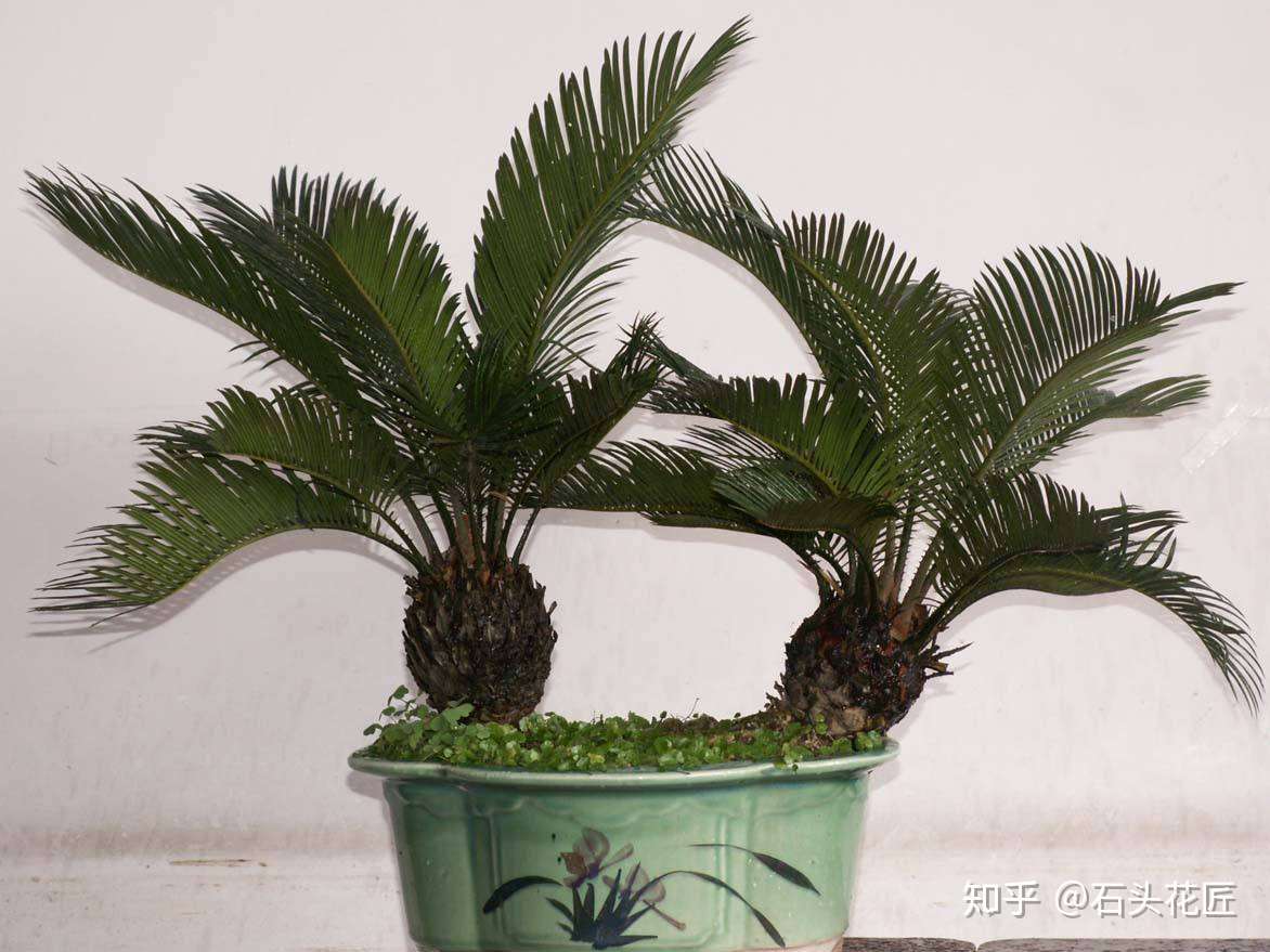 4种盆栽 寿命 超长 1盆能养几十年 摆在门口当作 传家宝 知乎