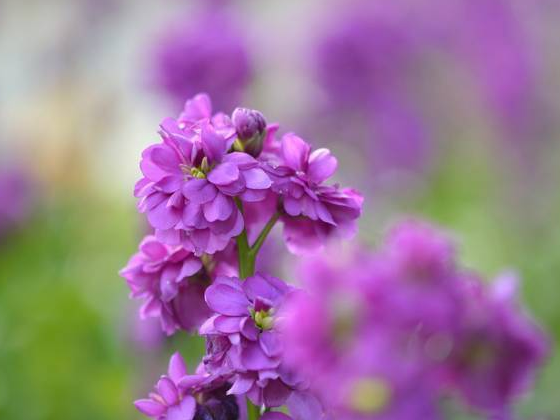 13种高贵的紫色花 只为给你一片紫海 知乎