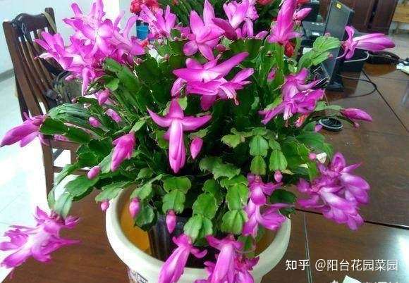 蟹爪兰叶子蔫了 4个细节找问题 一一解决 叶片呼呼厚起来 知乎