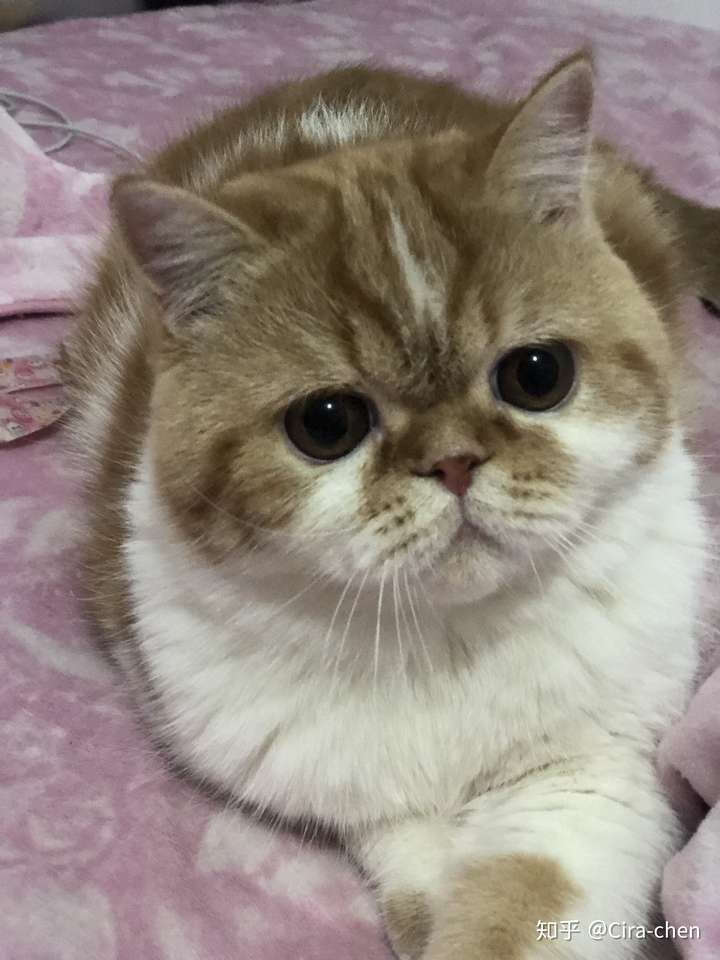 怎么辨别一只加菲猫纯不纯?