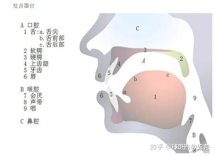发音 - 知乎