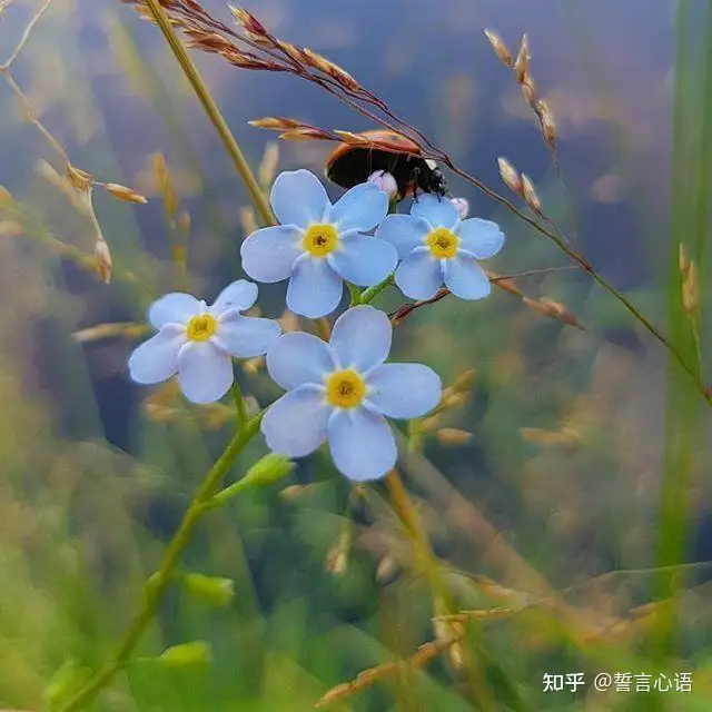 钠的英文全称（钠用英语