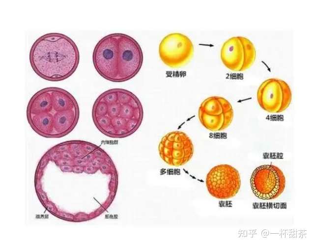 试管婴儿囊胚是如何分级的 知乎