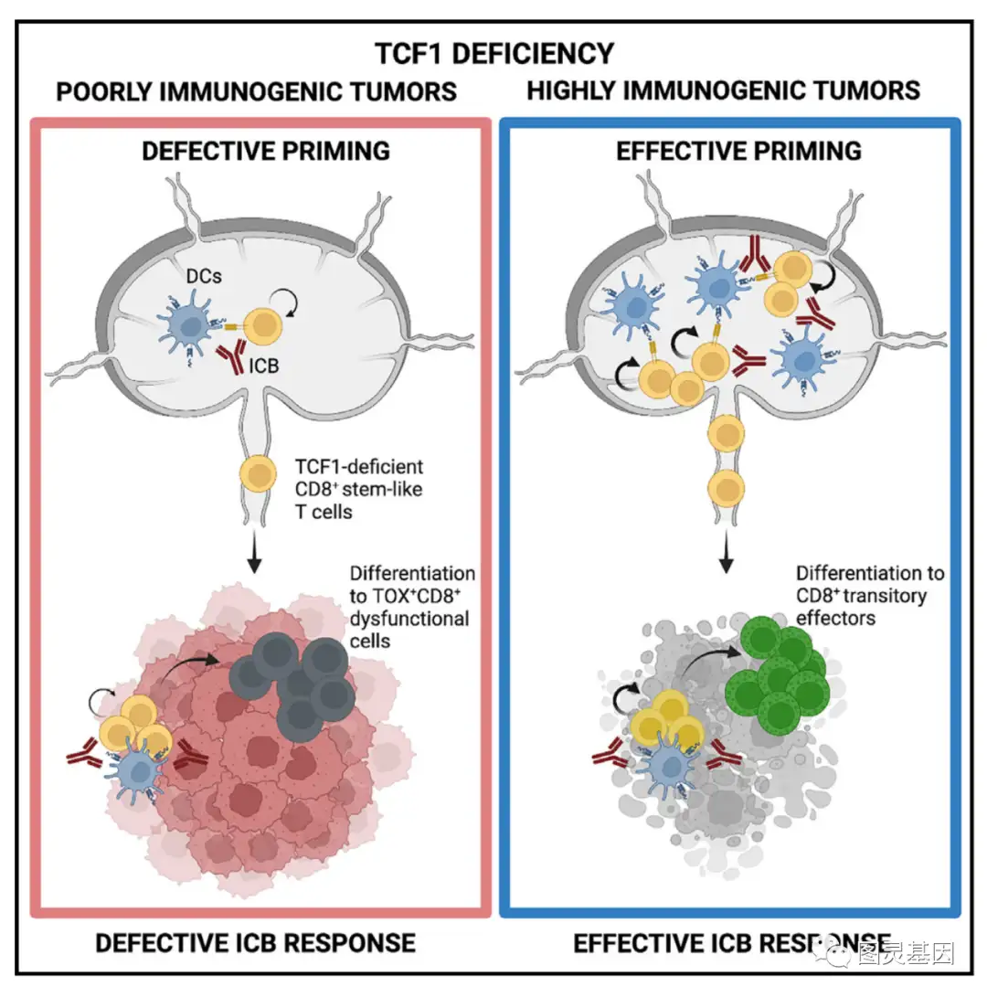 Can Cell | 哈佛医学院揭示肿瘤免疫原性决定免疫治疗对TCF1的依赖性- 知乎