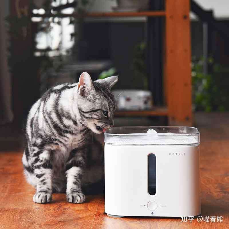 小猫突然便血怎么办? - 知乎