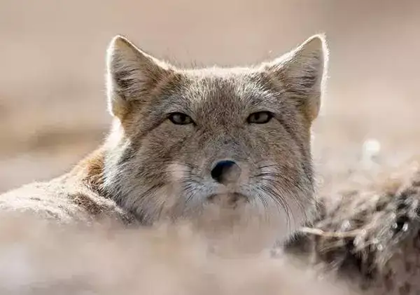 面瘫鼻祖表情帝 藏狐 知乎