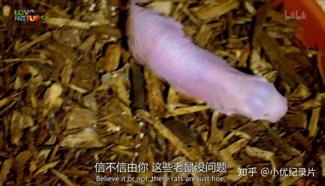 跪了 慎入 冷门纪录片 让你大开眼界 知乎